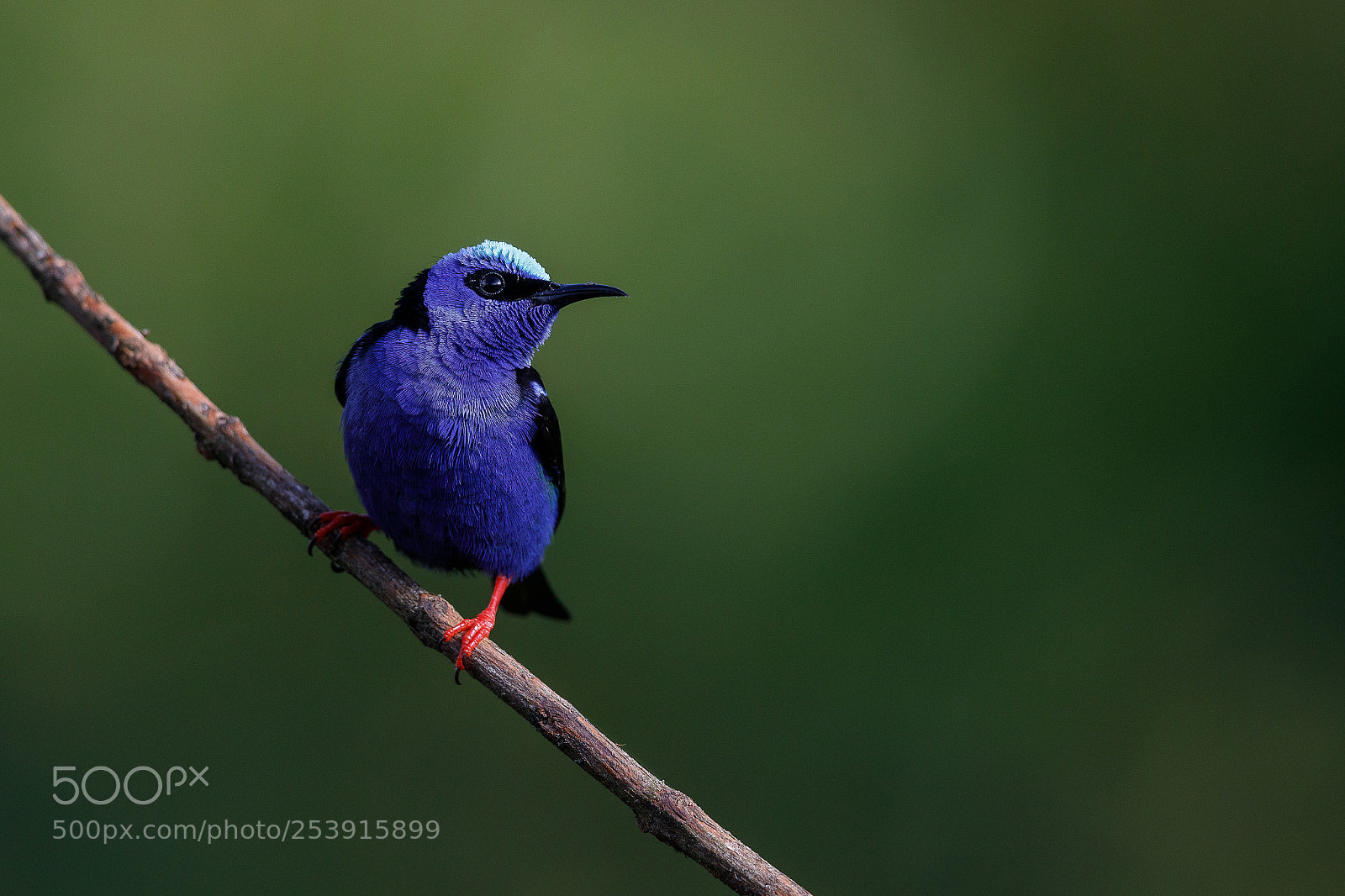 Canon EOS 5D Mark IV sample photo. Red-legged honeycreeper photography