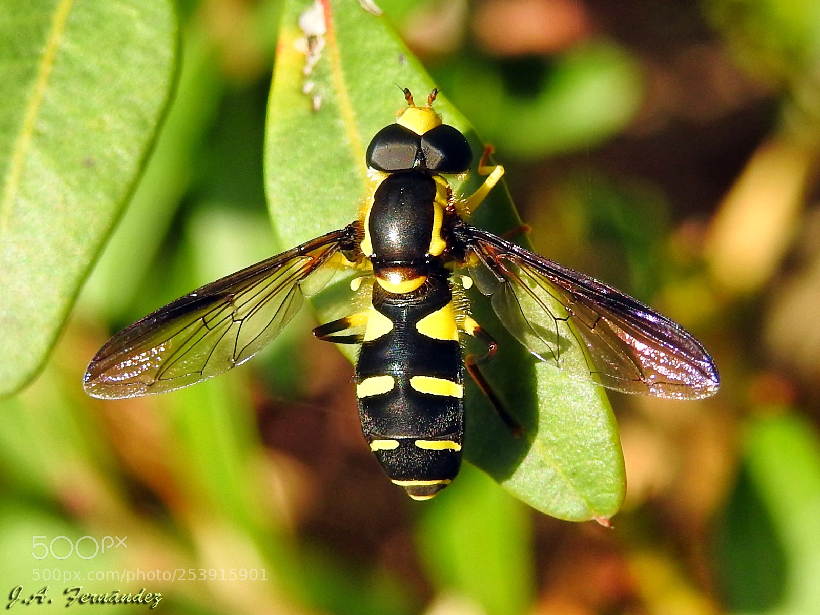 Nikon Coolpix P900 sample photo. Black and yellow fly photography
