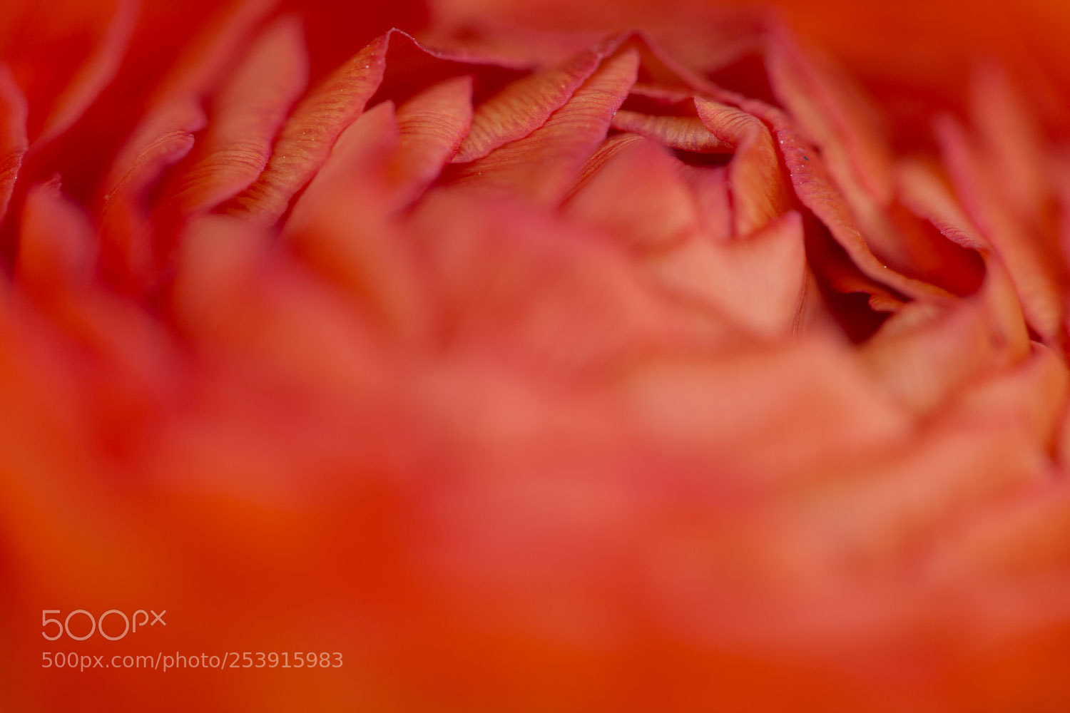 Canon EOS 70D sample photo. Red flower photography