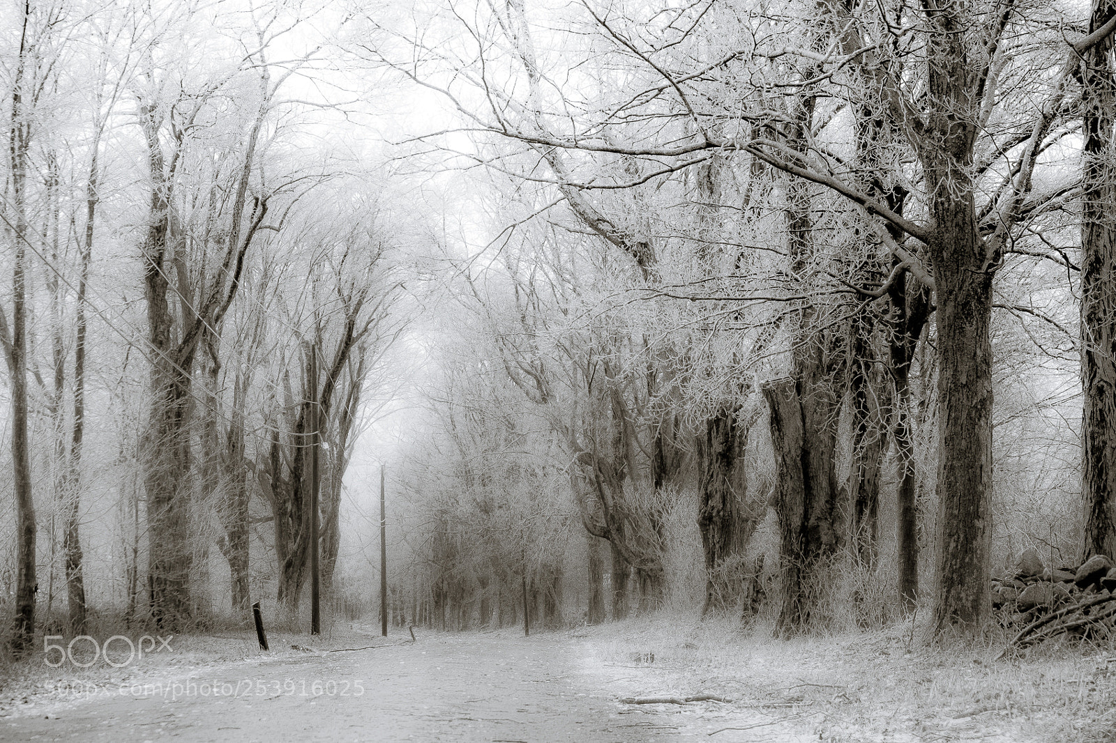 Fujifilm X-T10 sample photo. After the ice storm photography