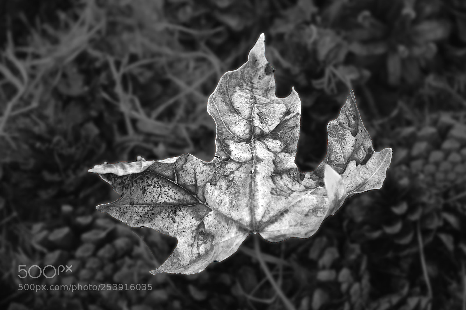 Canon EOS 700D (EOS Rebel T5i / EOS Kiss X7i) sample photo. The nature of black photography