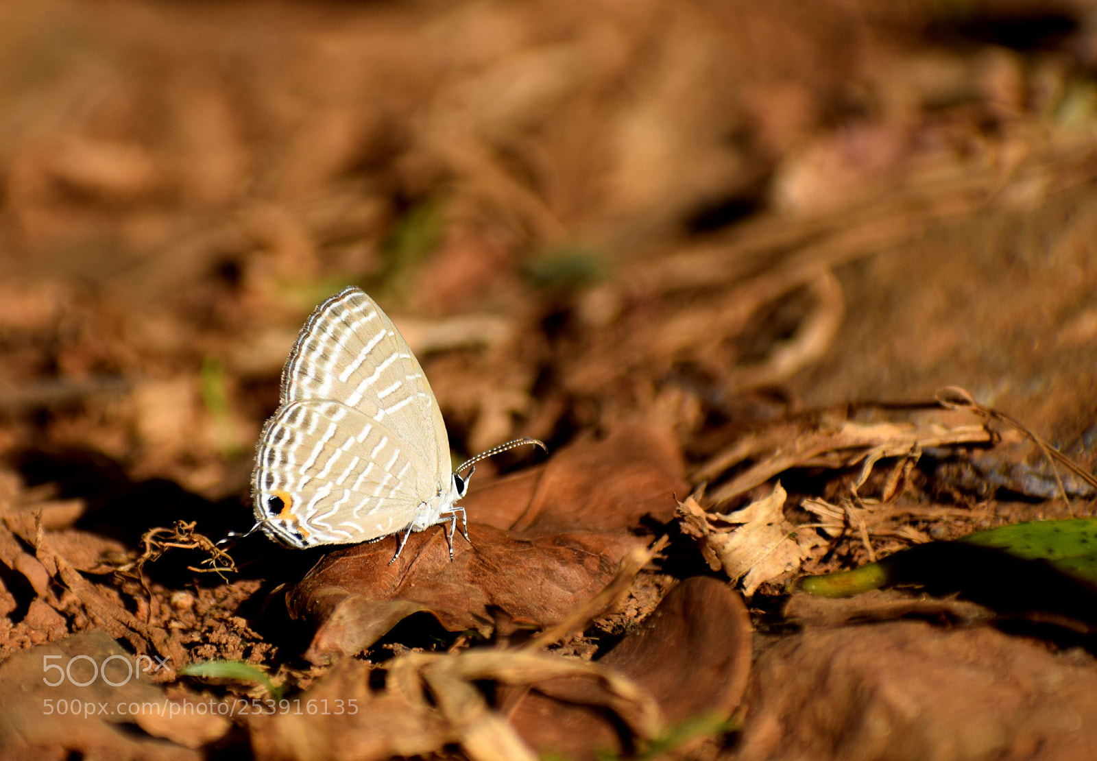 Nikon D5300 sample photo. Pea blue butterfly photography