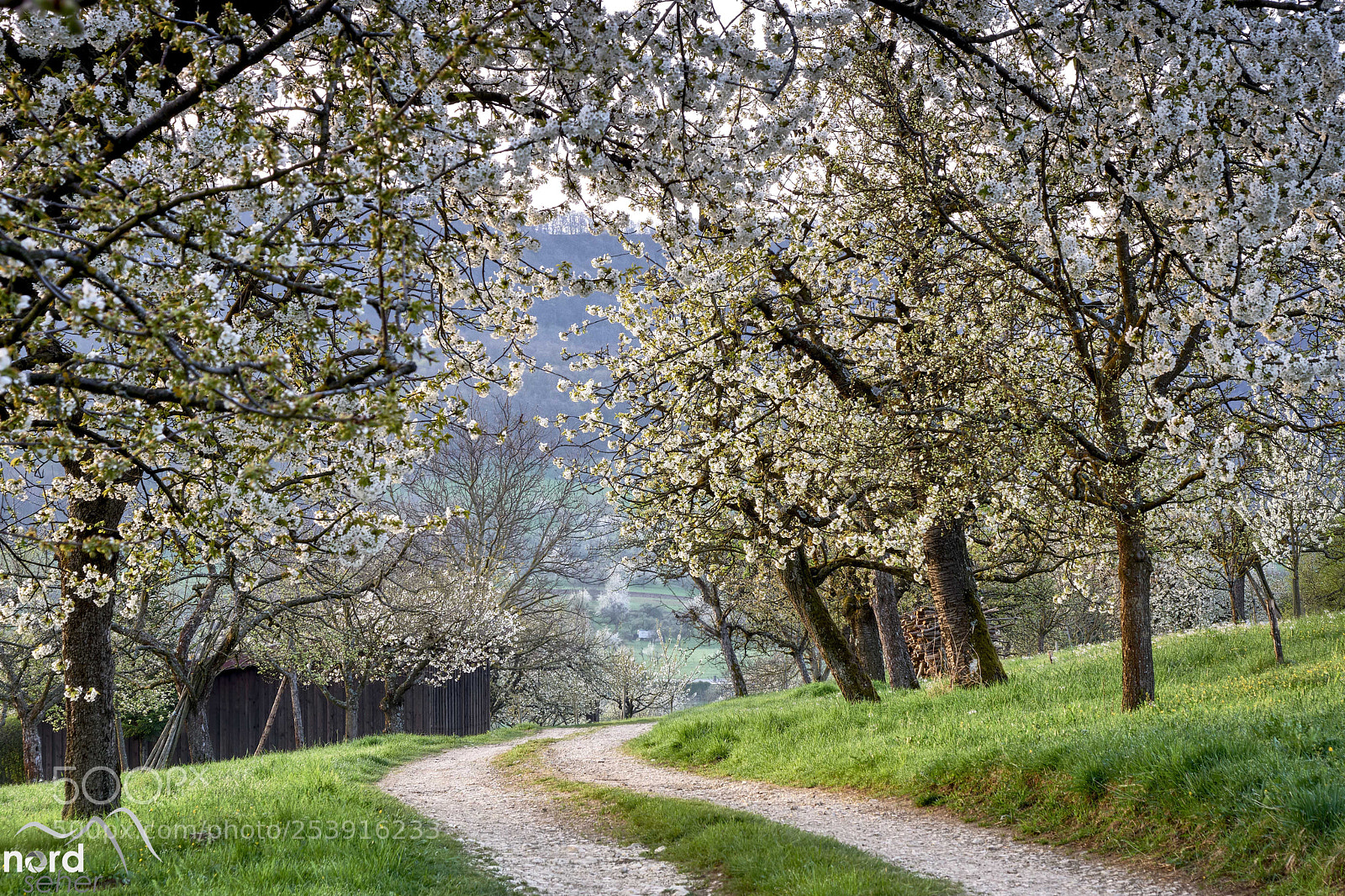 Sony ILCA-77M2 sample photo. Kirschblüte im ermstal photography