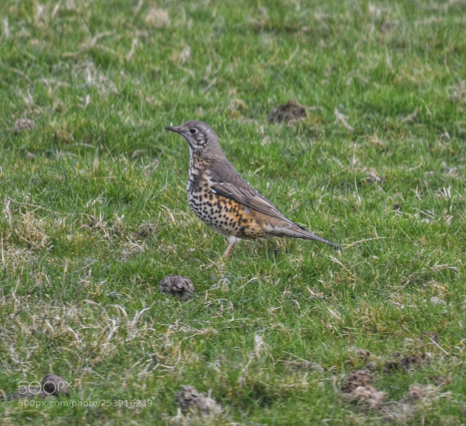 Nikon D7000 sample photo. Mistle thrush photography