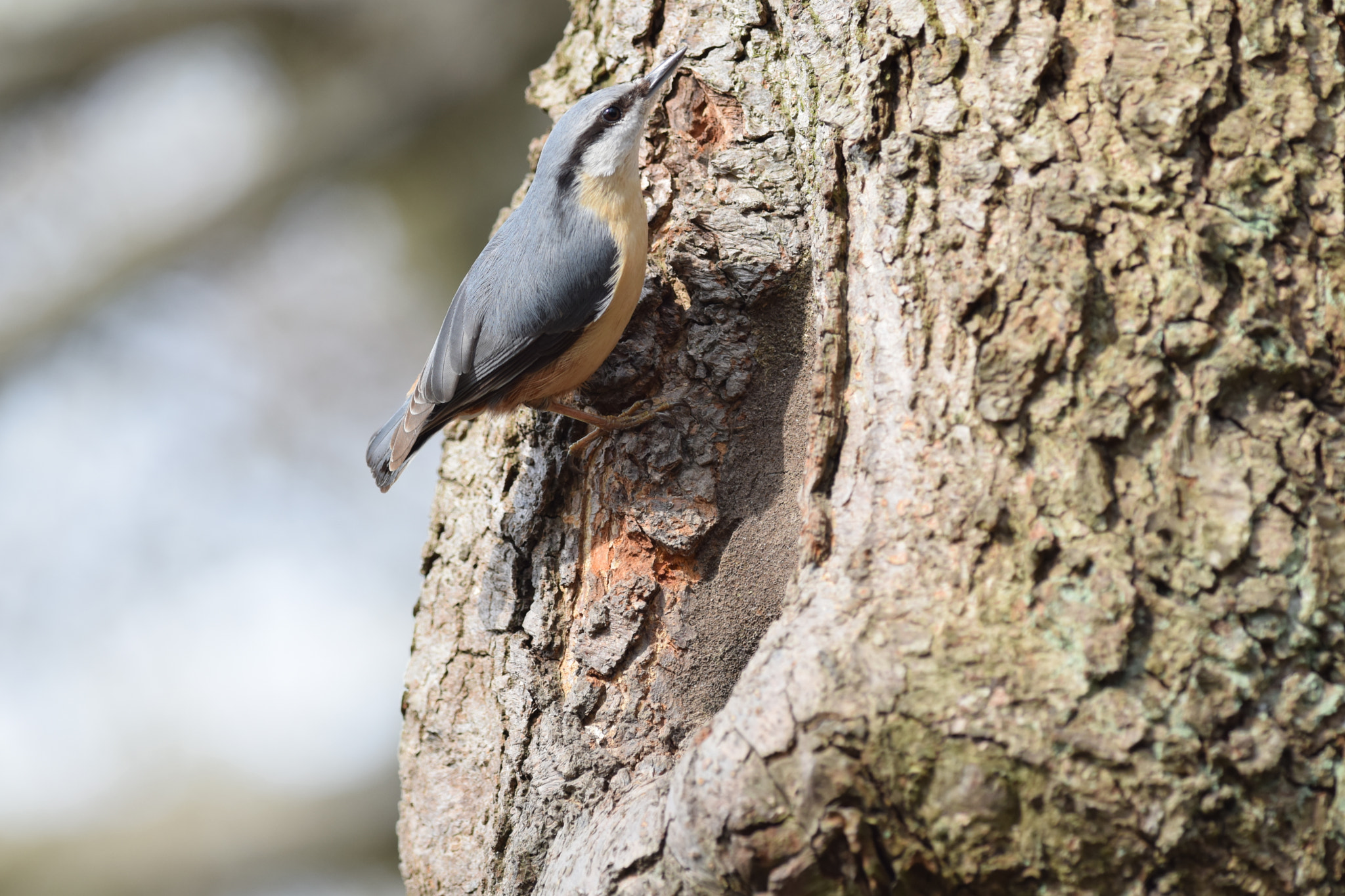 Nikon D5300 + Nikon AF-S Nikkor 300mm F4D ED-IF sample photo. European nuthatch.  (sitta europaea) photography