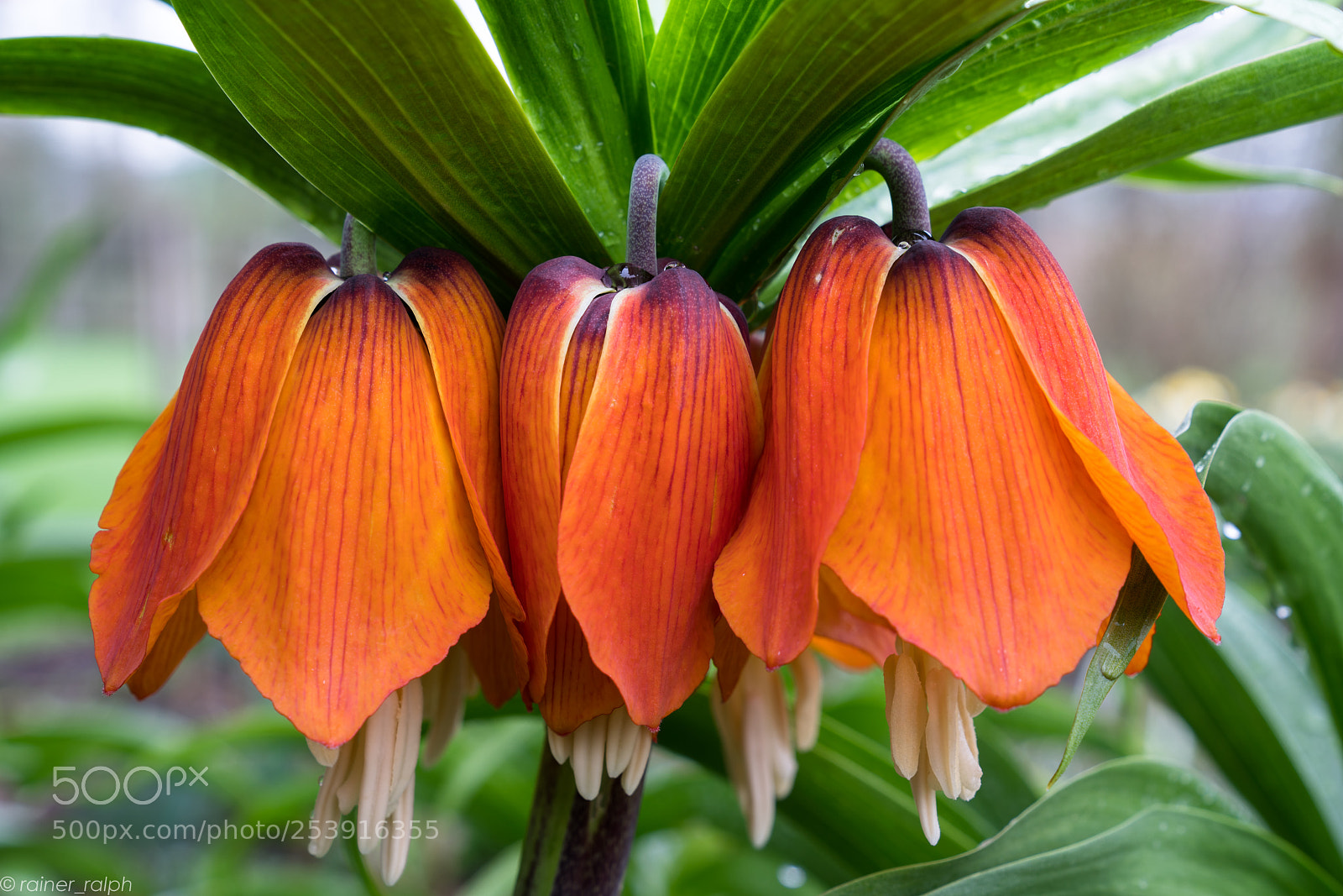 Sony a7R III sample photo. Crown imperial photography