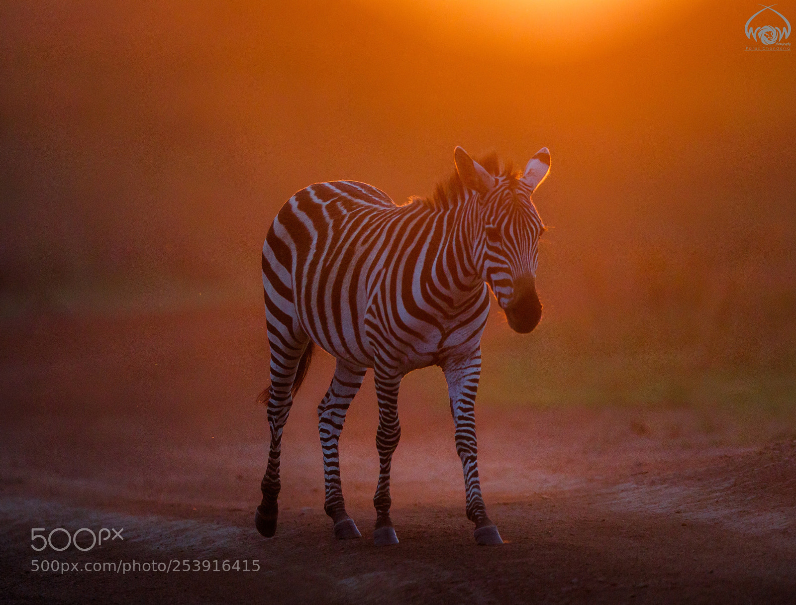 Canon EOS-1D X Mark II sample photo. The magical zebra photography
