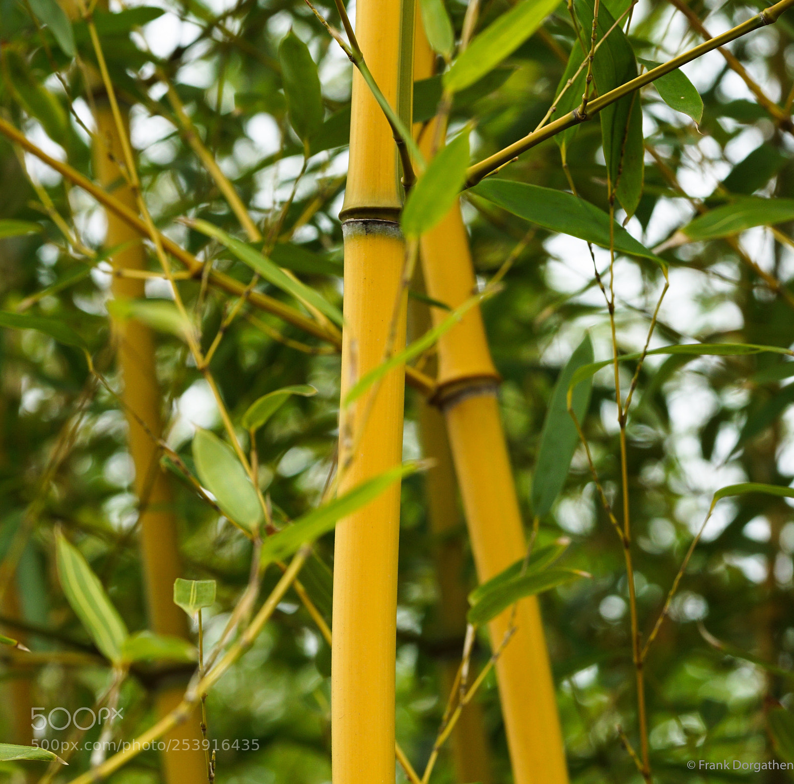Sony a6000 sample photo. Bamboo photography