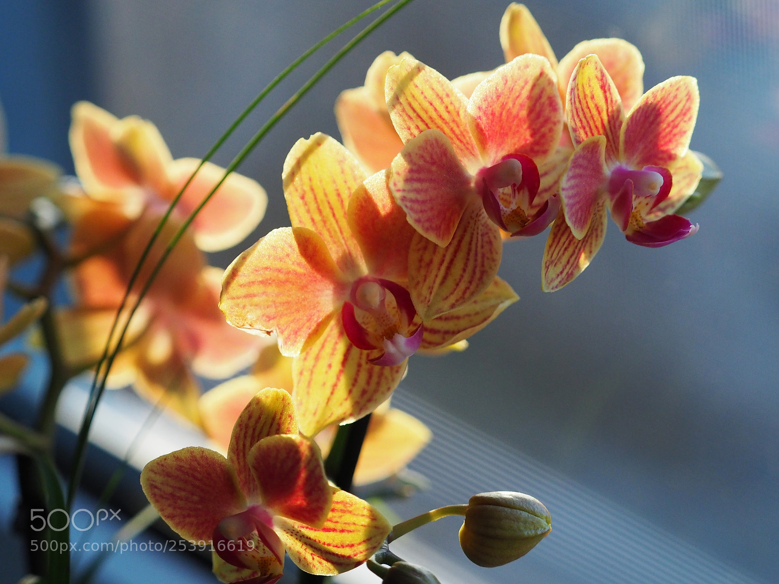 Olympus OM-D E-M5 II sample photo. Schmetterlings-orchidee photography