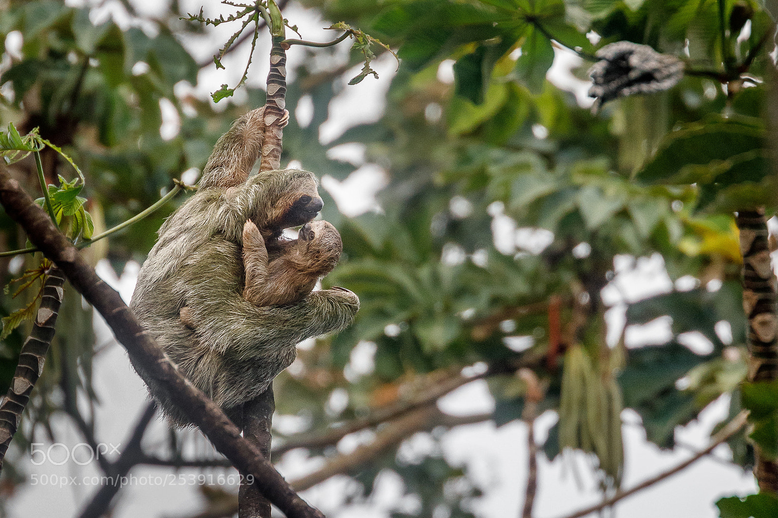 Canon EOS 5D Mark IV sample photo. Sloth and baby photography