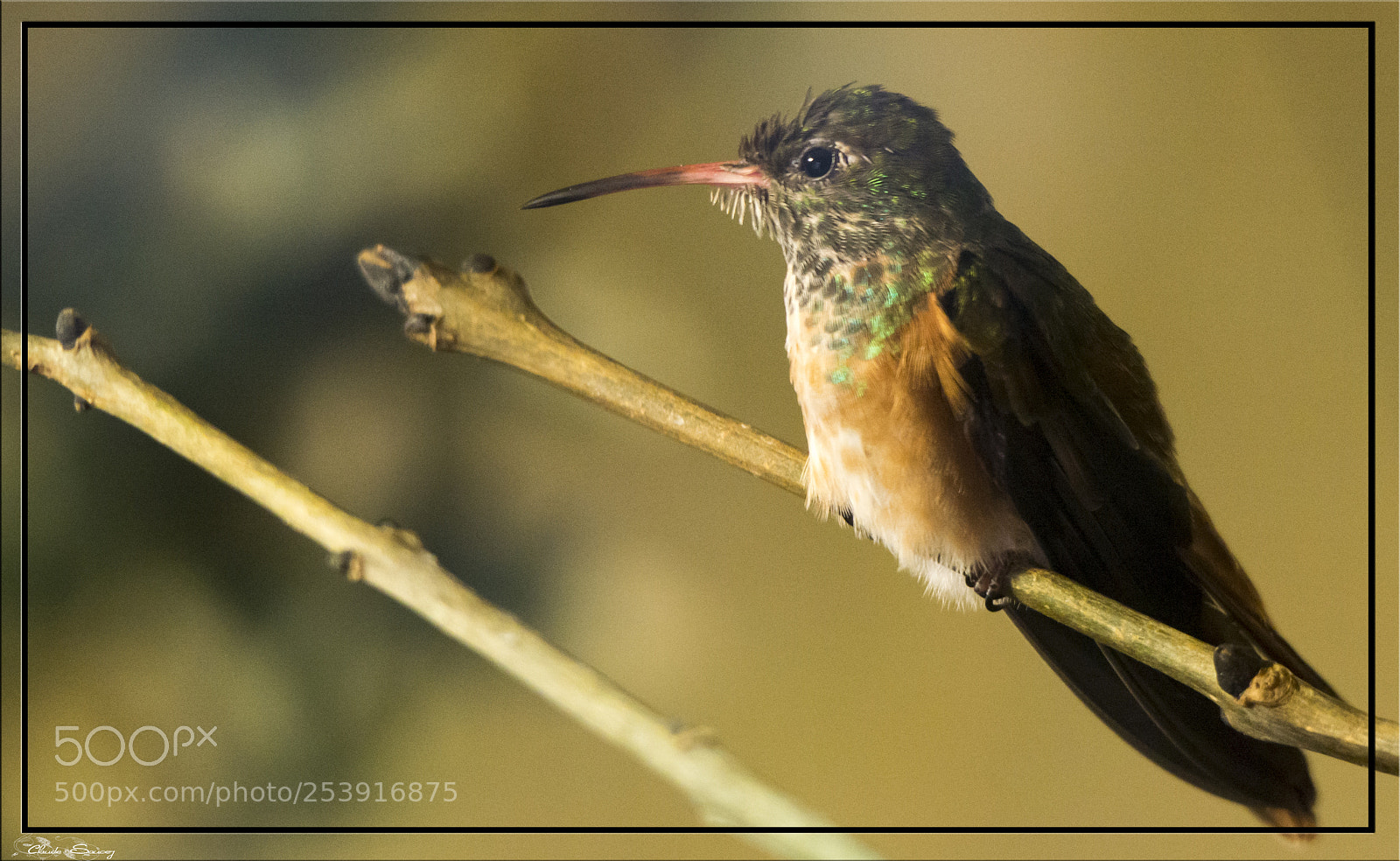 Nikon D600 sample photo. Colibri photography