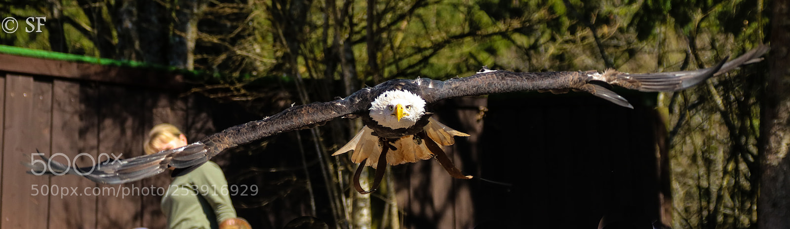 Canon EOS 750D (EOS Rebel T6i / EOS Kiss X8i) sample photo. The bald eagle comes! photography