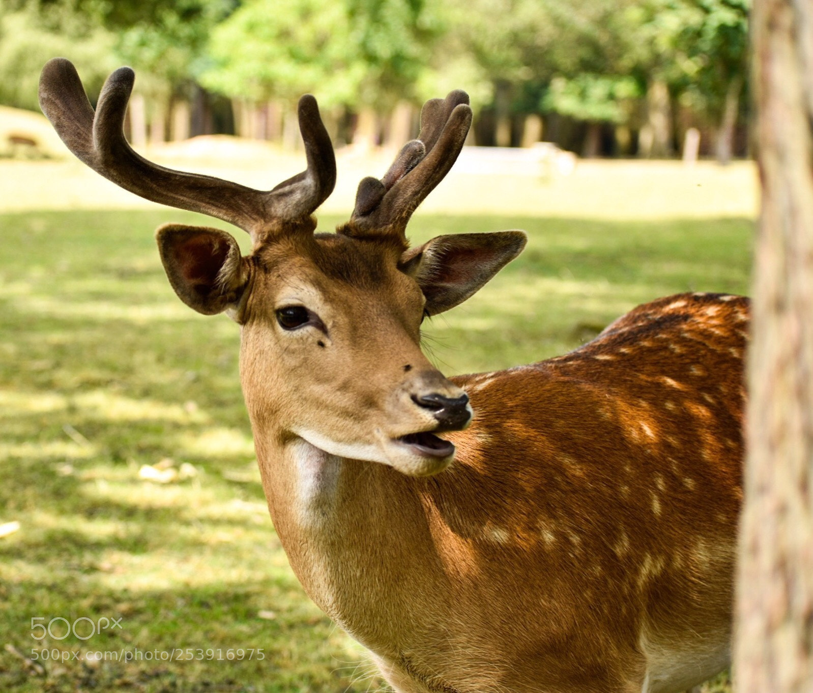 Nikon D3400 sample photo. Hi deer photography