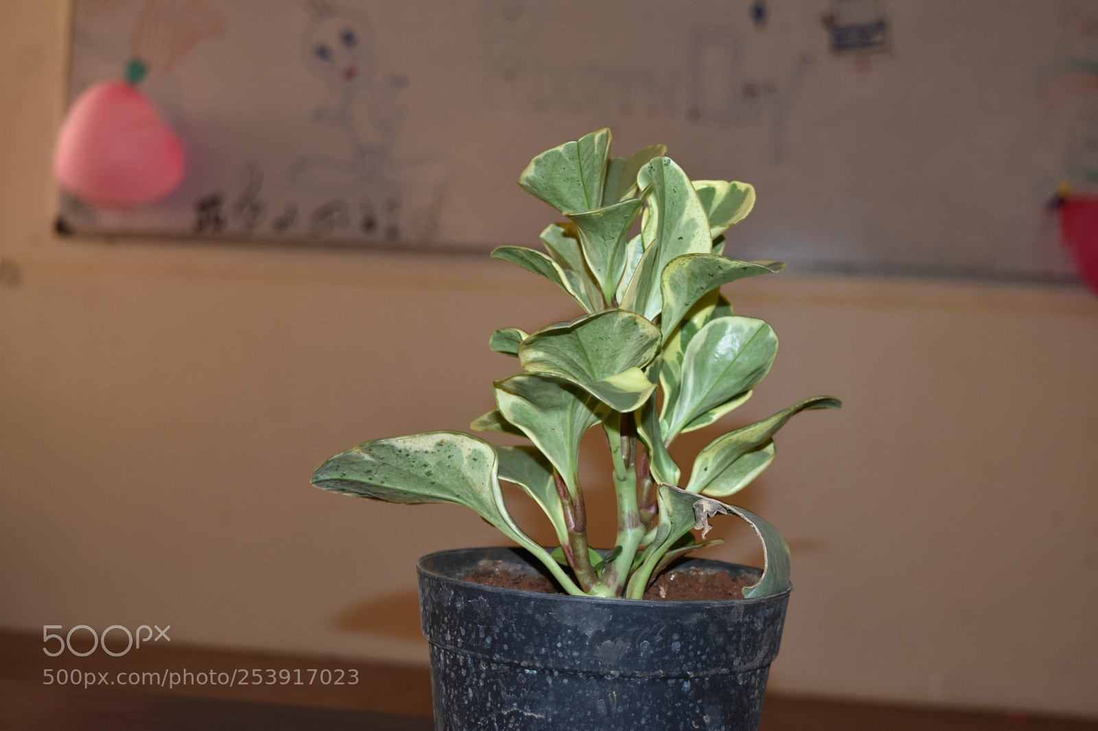 Nikon D5500 sample photo. Untitled photography