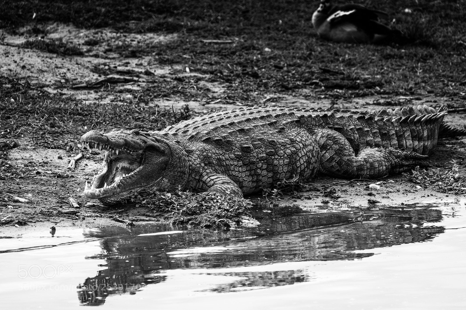 Fujifilm X-T2 sample photo. Croc 2 photography