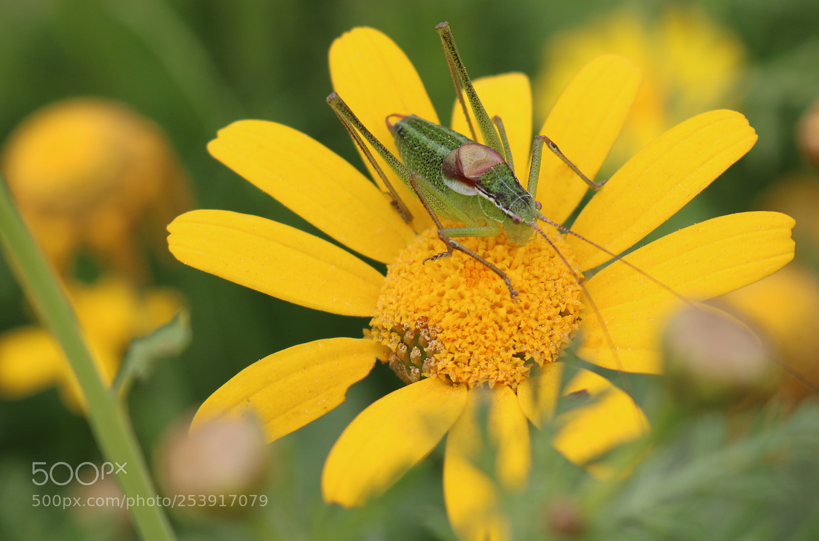 Canon EOS 750D (EOS Rebel T6i / EOS Kiss X8i) sample photo. Spring ... :) photography