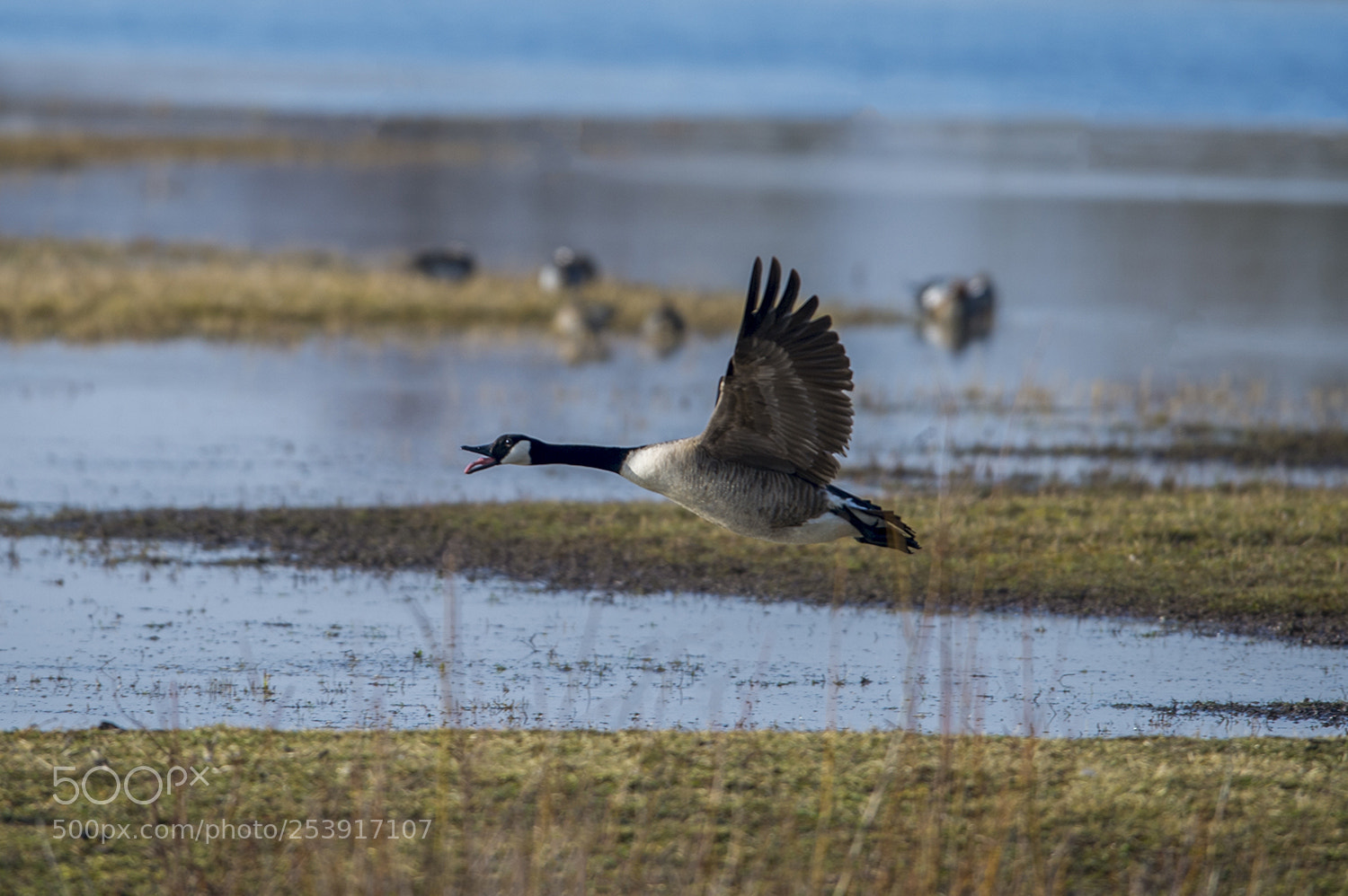 Nikon D4 sample photo. Flying canadian goose photography