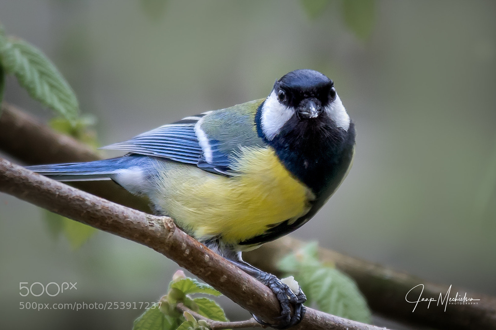 Canon EOS 7D Mark II sample photo. Koolmeesje photography