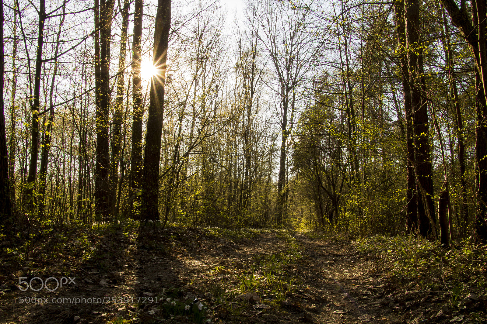 Canon EOS 760D (EOS Rebel T6s / EOS 8000D) sample photo. Spring forest. photography