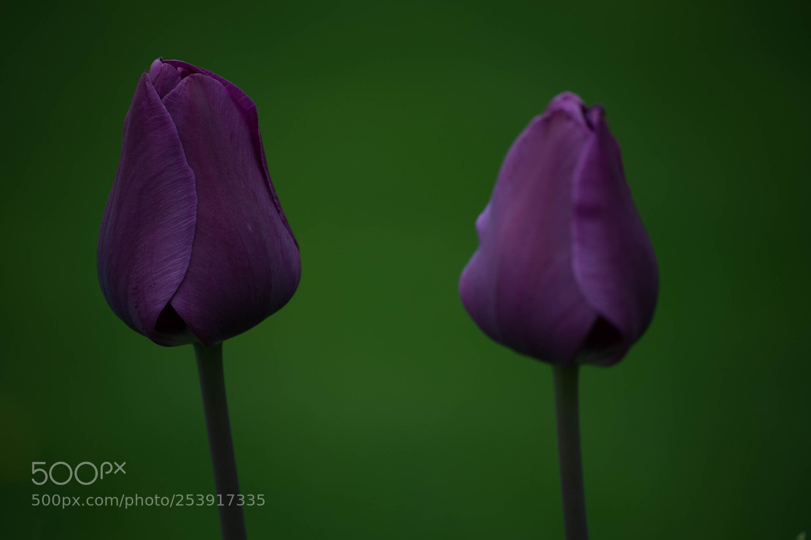 Nikon D610 sample photo. Tulips photography