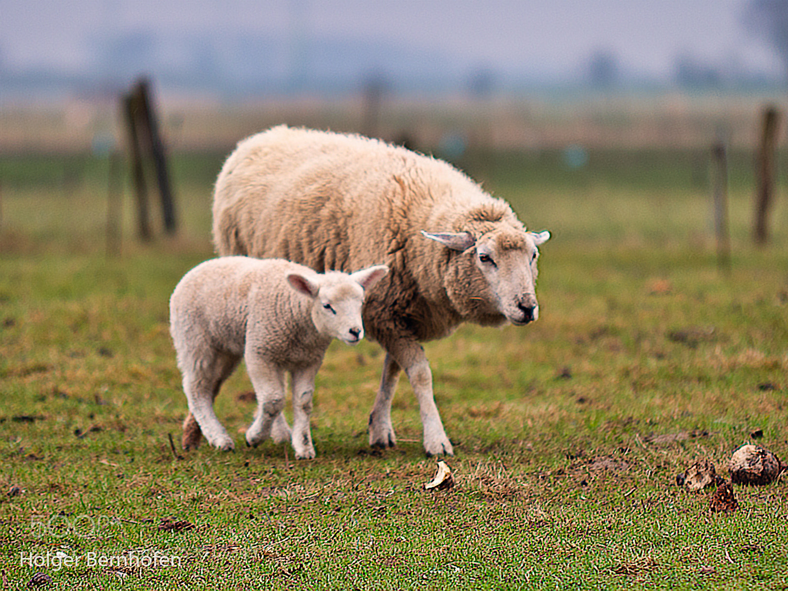 Panasonic Lumix DC-GH5 sample photo. Mother sheep photography