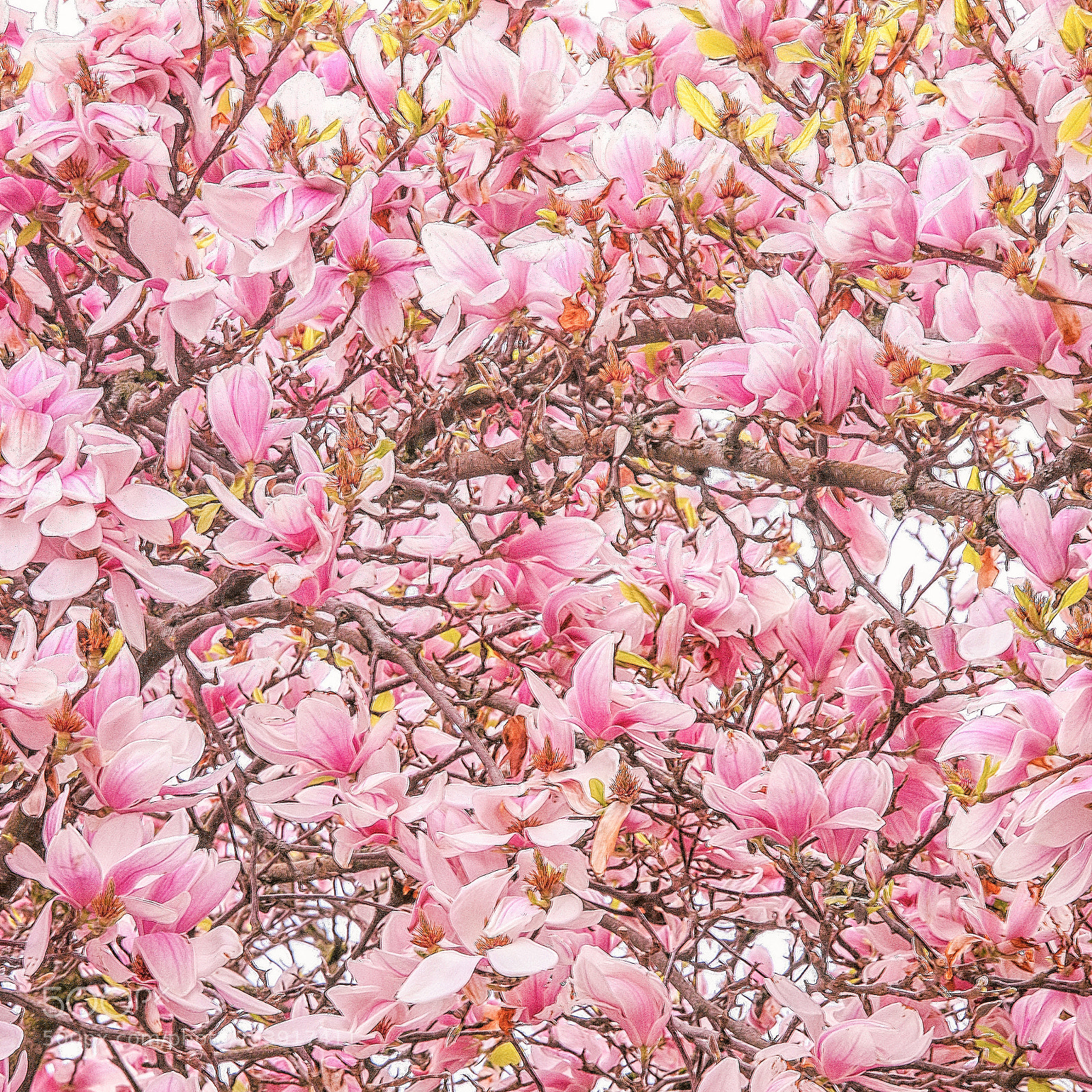 Canon EOS 5D Mark IV sample photo. Magnolia photography