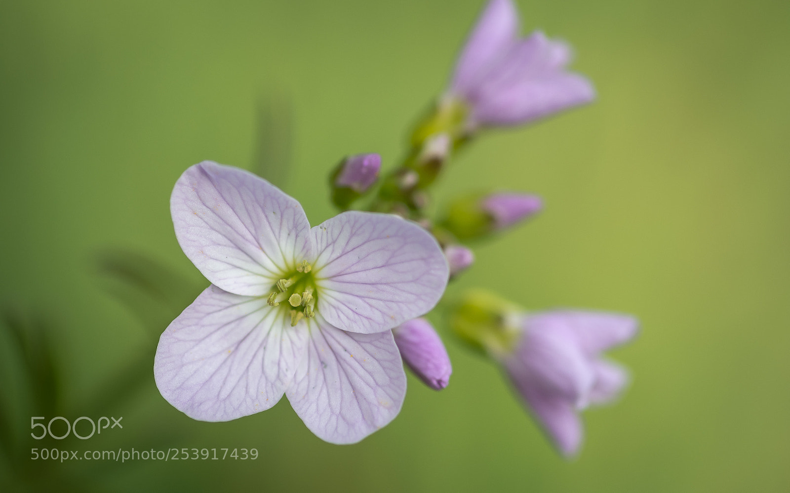 Nikon D7100 sample photo. Cardamine pratensis photography