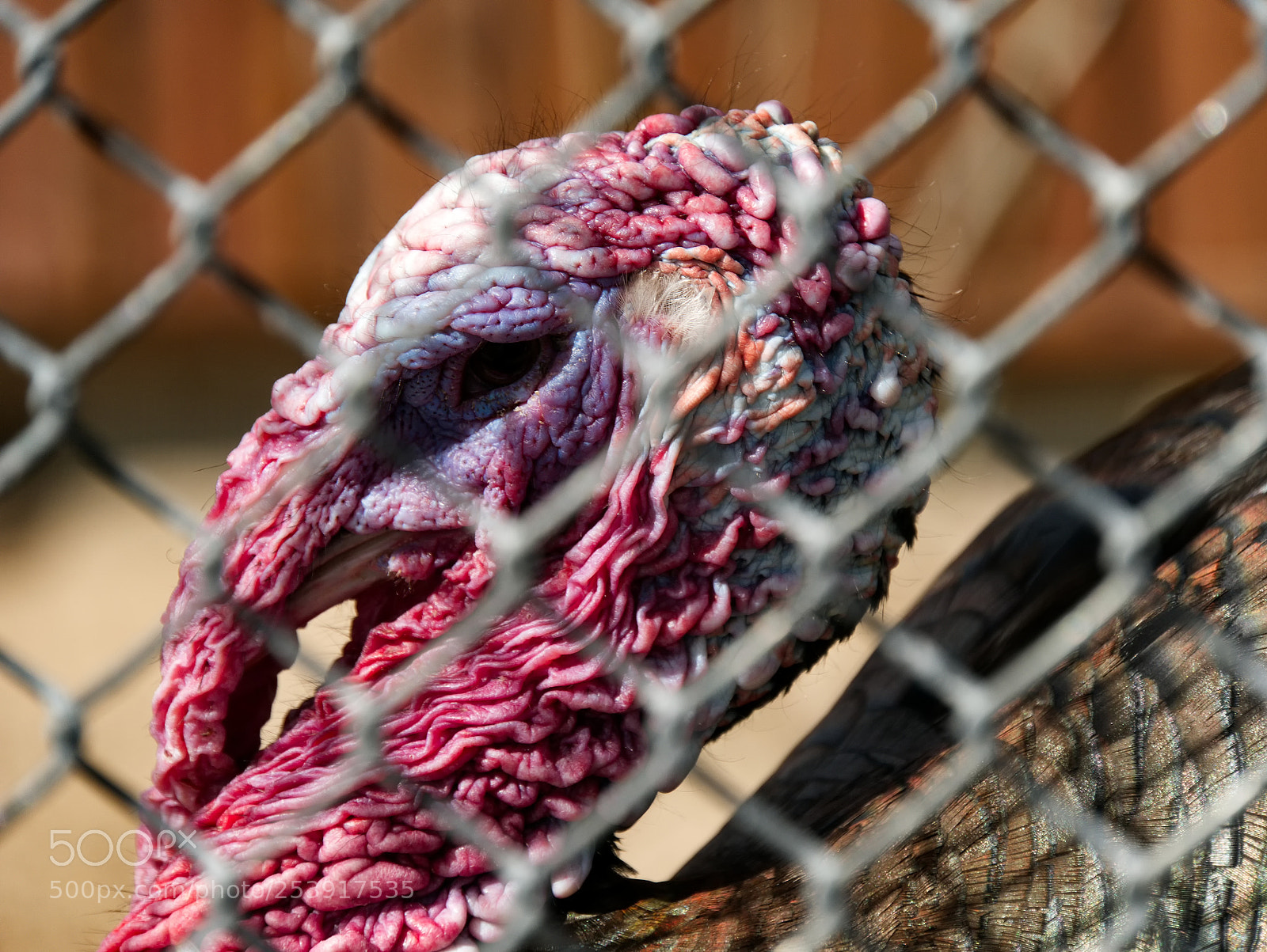 Panasonic DMC-G70 sample photo. In a cage photography