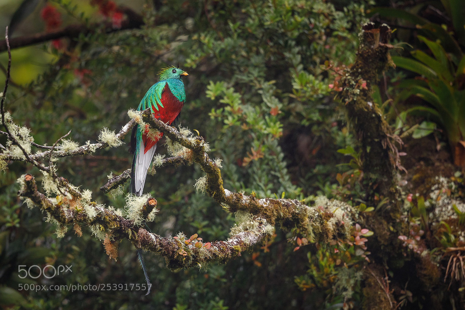 Canon EOS 5D Mark IV sample photo. Resplendenet quetzal photography