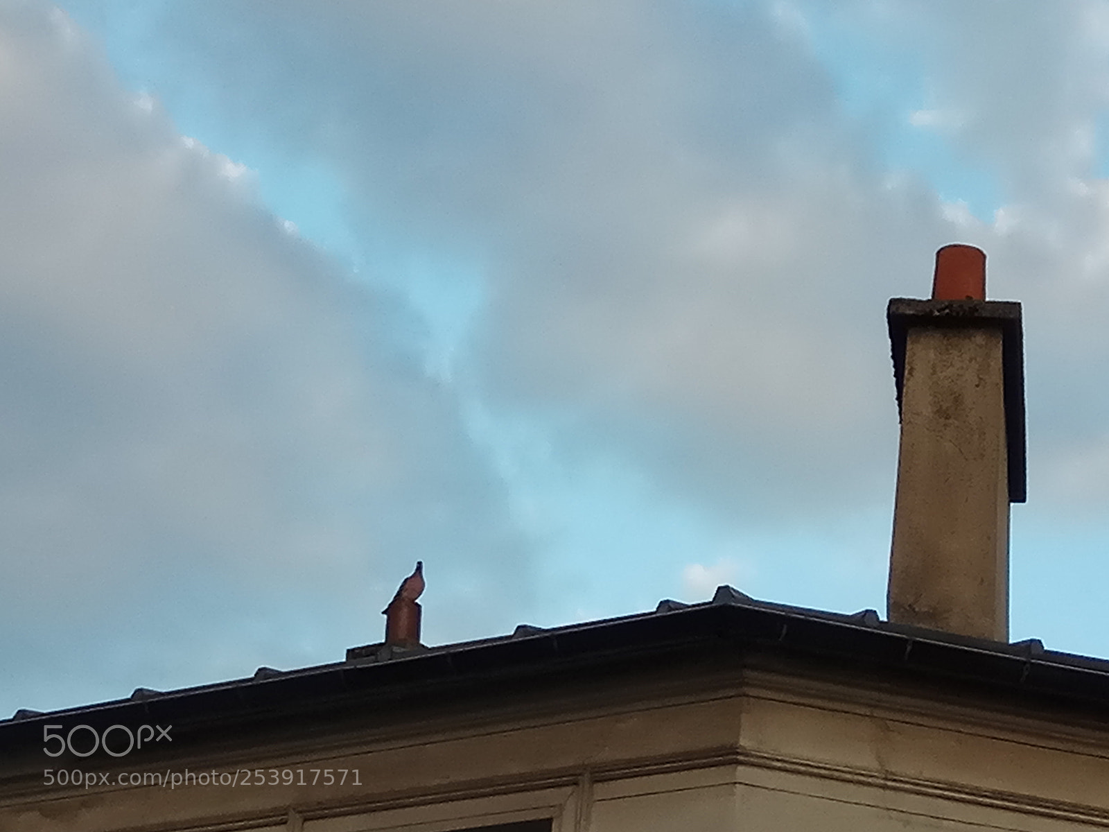 Xiaomi Redmi Note 4X sample photo. Un pigeon photography