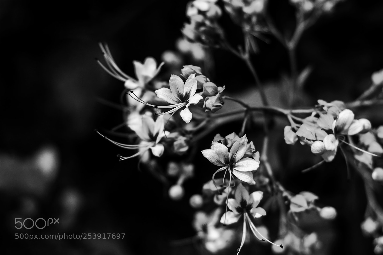 Nikon D7100 sample photo. Wild flower photography