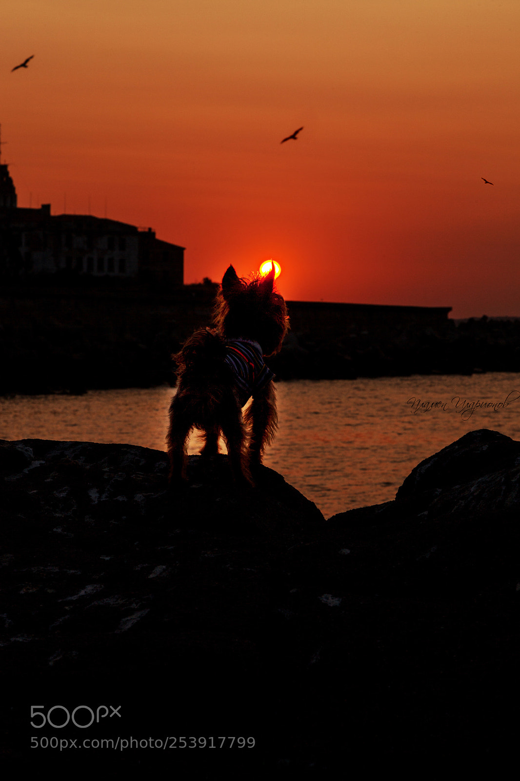 Canon EOS 5D Mark II sample photo. Dreamer photography