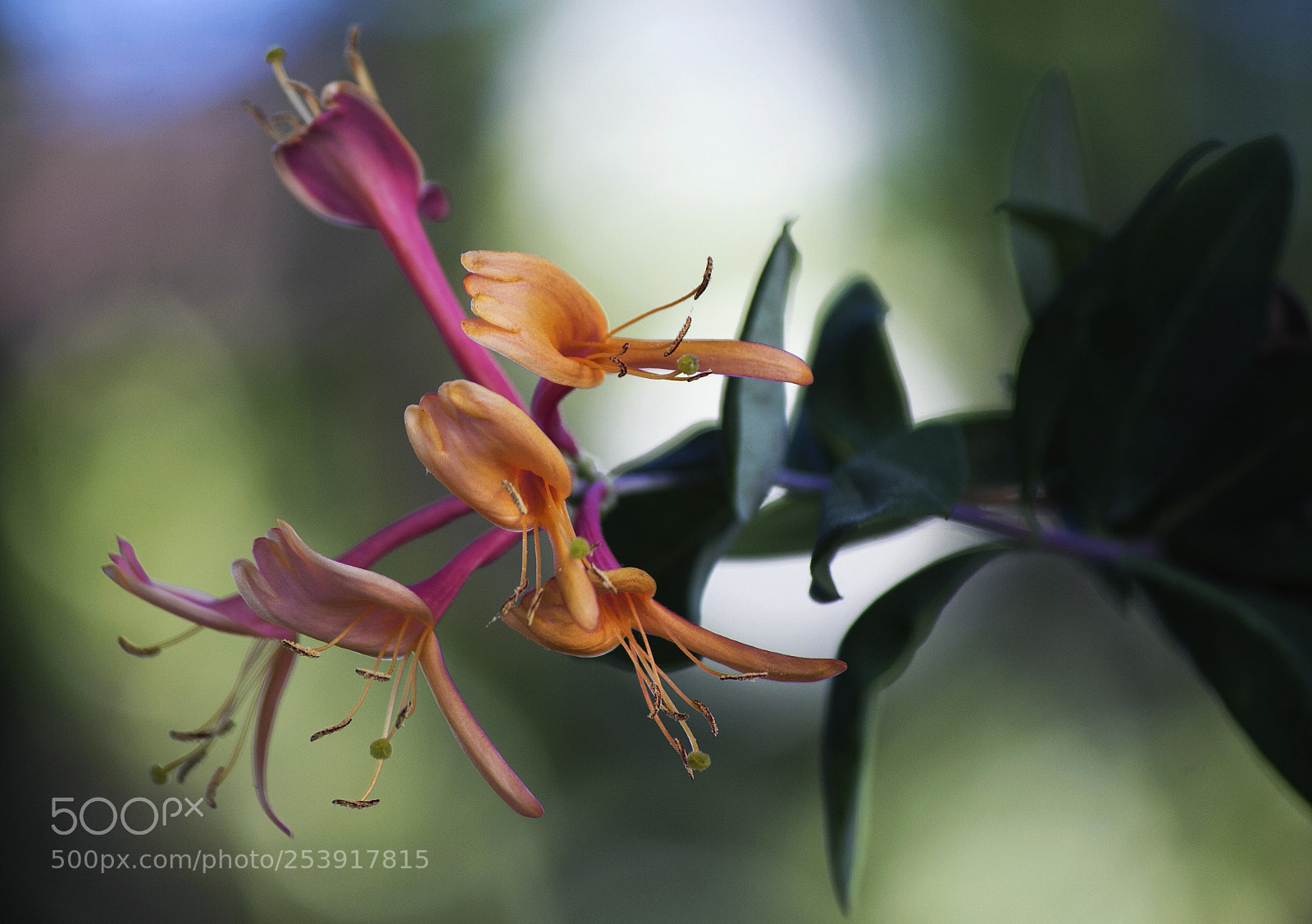 Canon EOS 70D sample photo. Delicate vine blossom photography