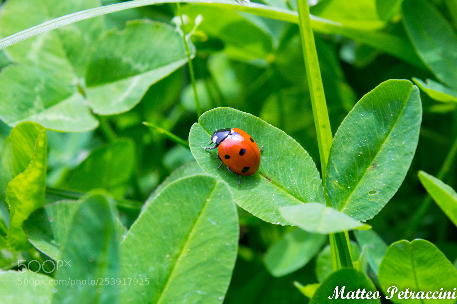 Canon EOS 1300D (EOS Rebel T6 / EOS Kiss X80) sample photo. Coccinella!! photography