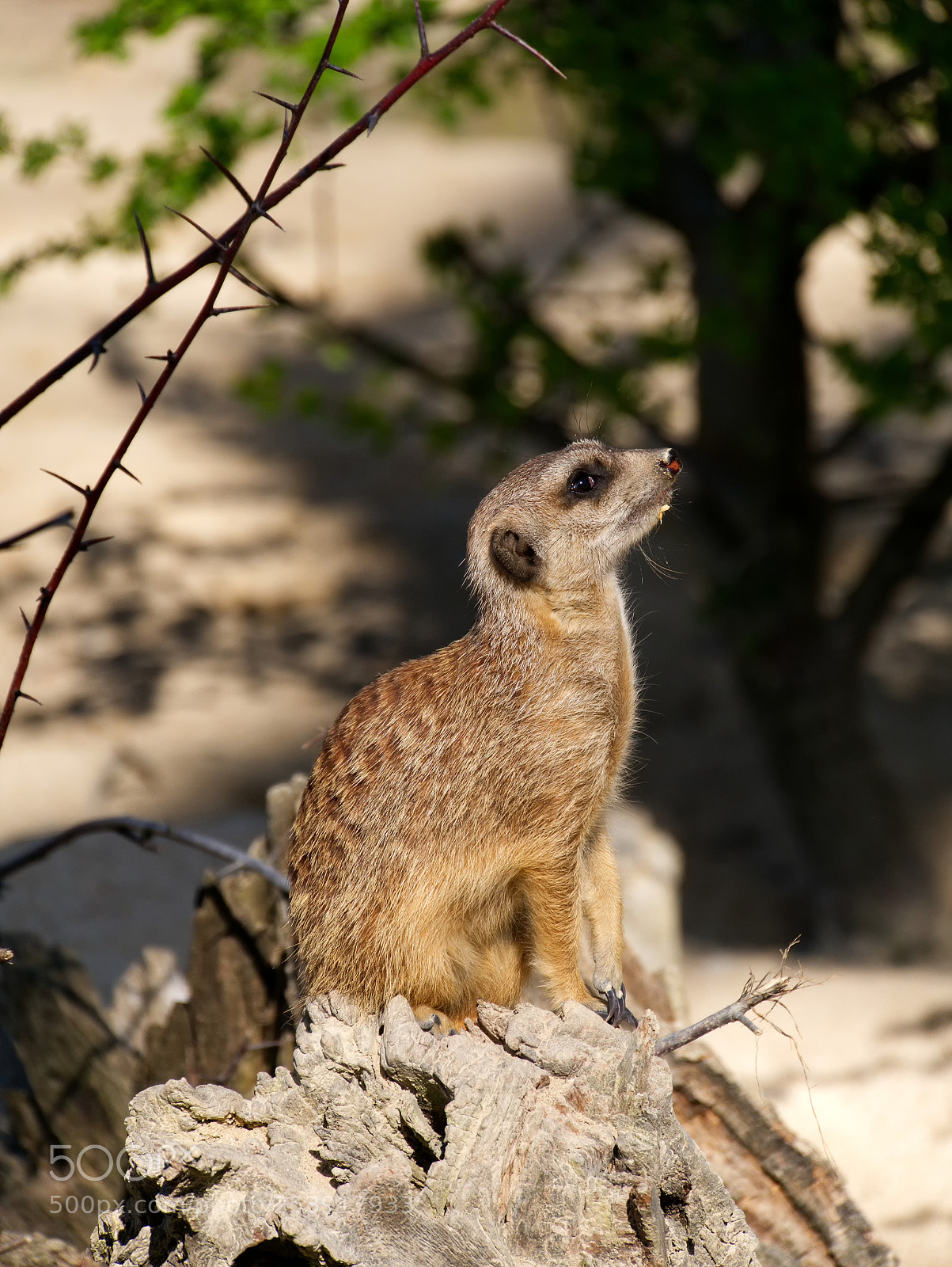 Panasonic DMC-G70 sample photo. Meerkat photography