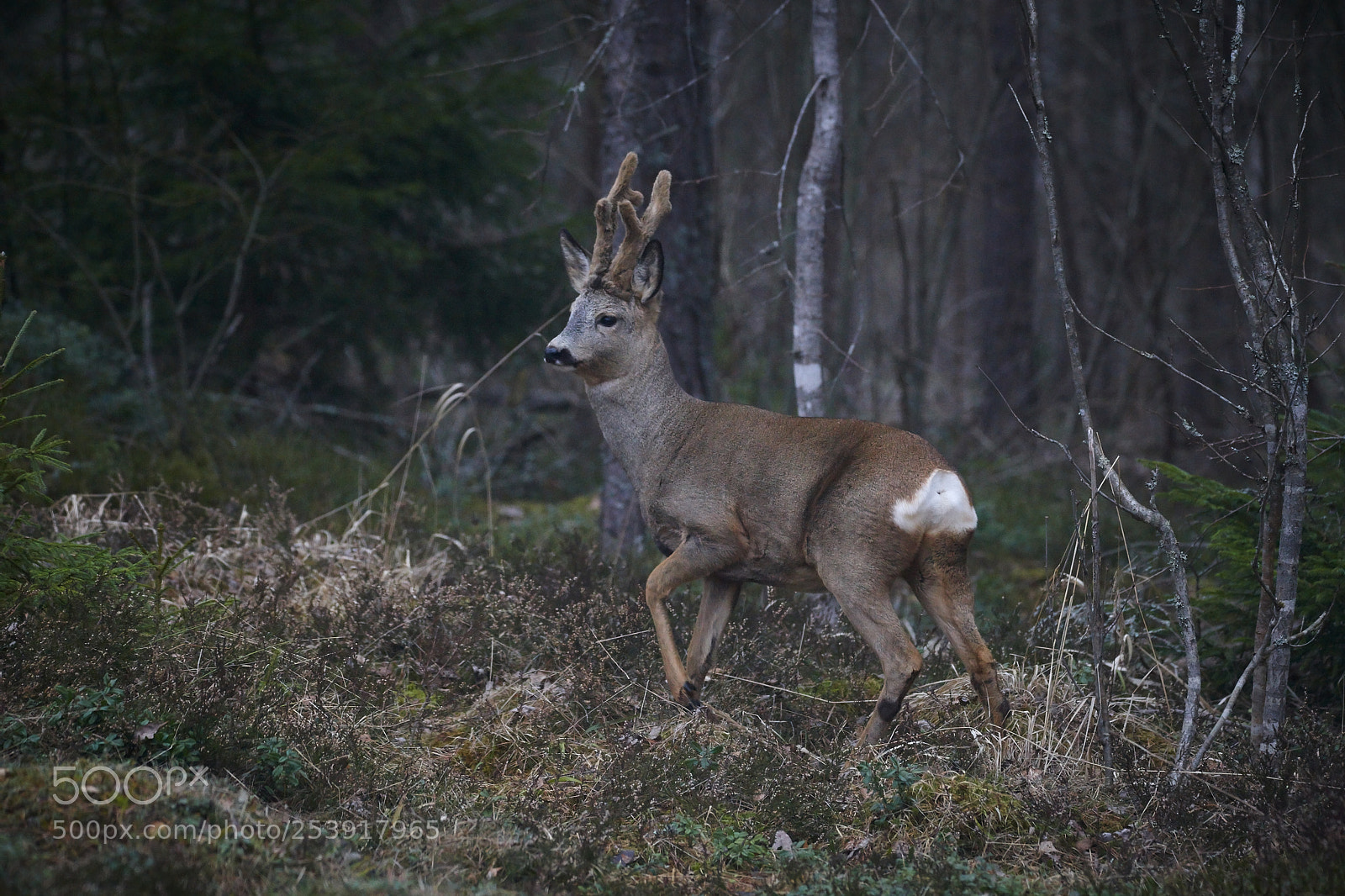 Canon EOS-1D Mark III sample photo. Roe photography