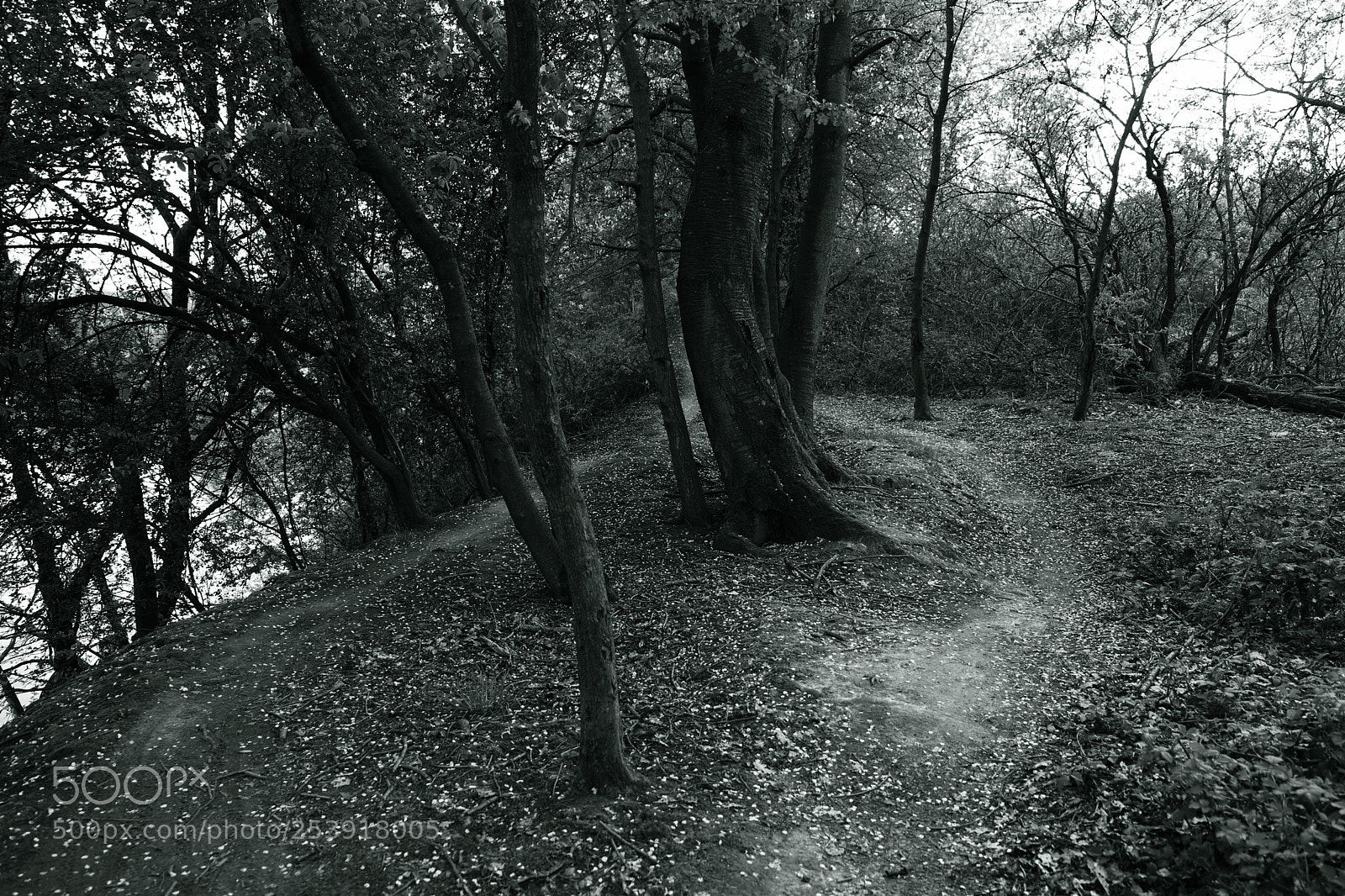 Fujifilm X-T2 sample photo. Walking path 7 photography