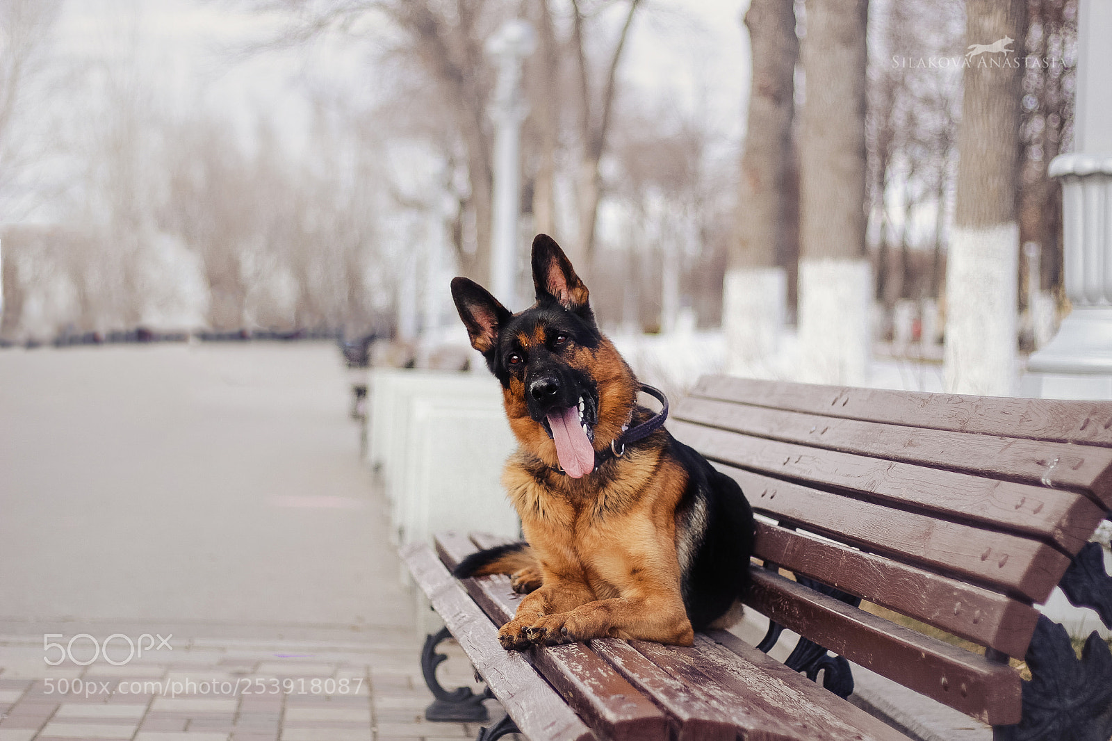 Canon EOS 60D sample photo. Furry & strong photography