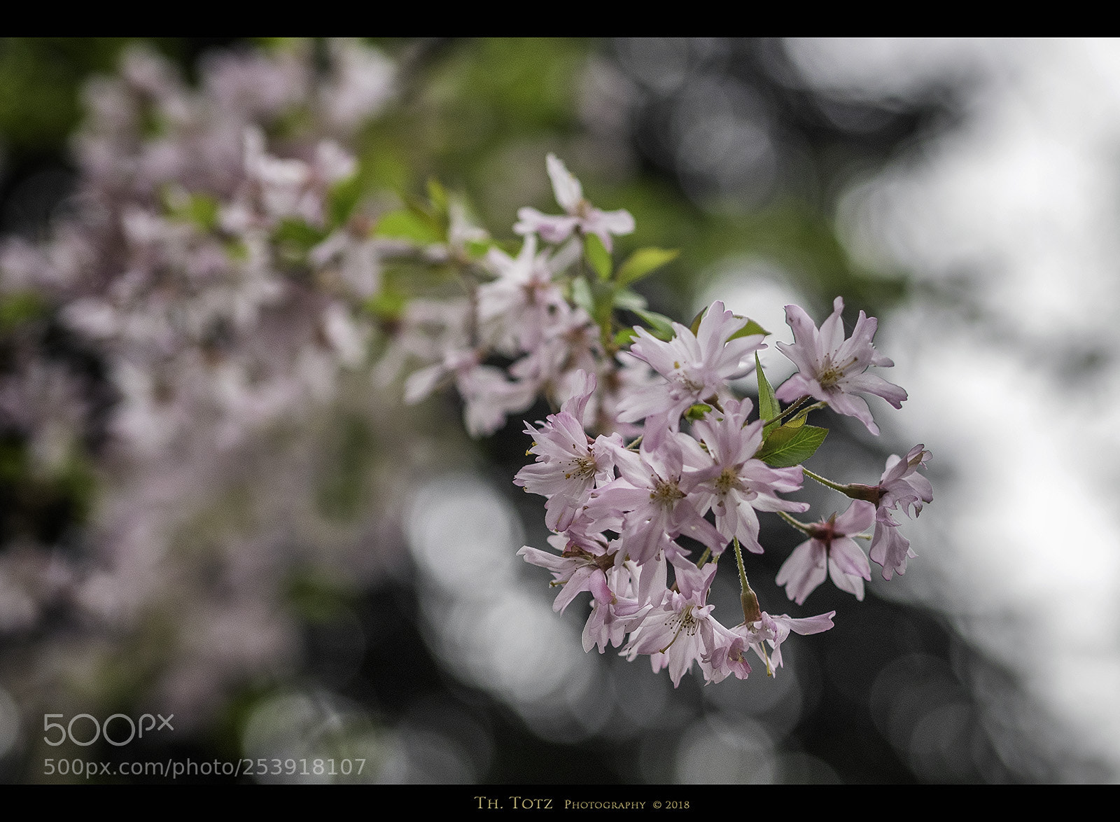 Olympus OM-D E-M1 sample photo. Little blossoms photography