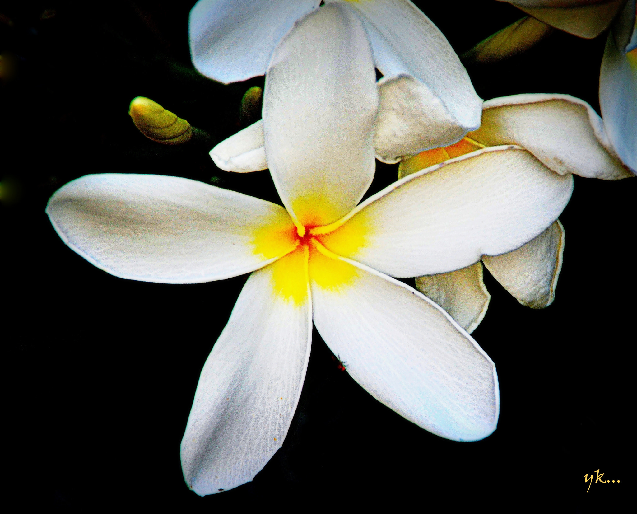 Nikon D5100 sample photo. Bright n beauty. photography