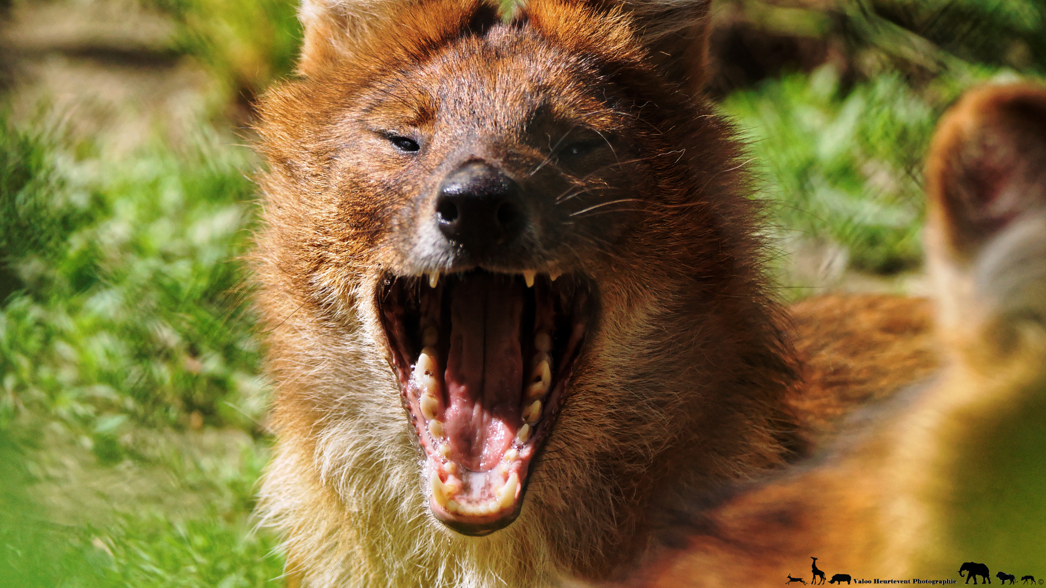 Sony SLT-A65 (SLT-A65V) sample photo. Dhole photography