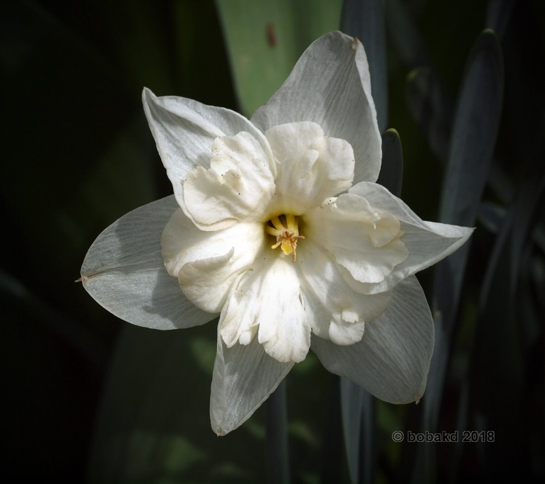 Olympus E-620 (EVOLT E-620) sample photo. Narcissus photography