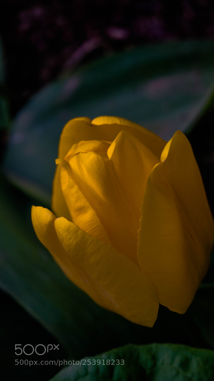Sony Alpha NEX-6 sample photo. Tulip photography