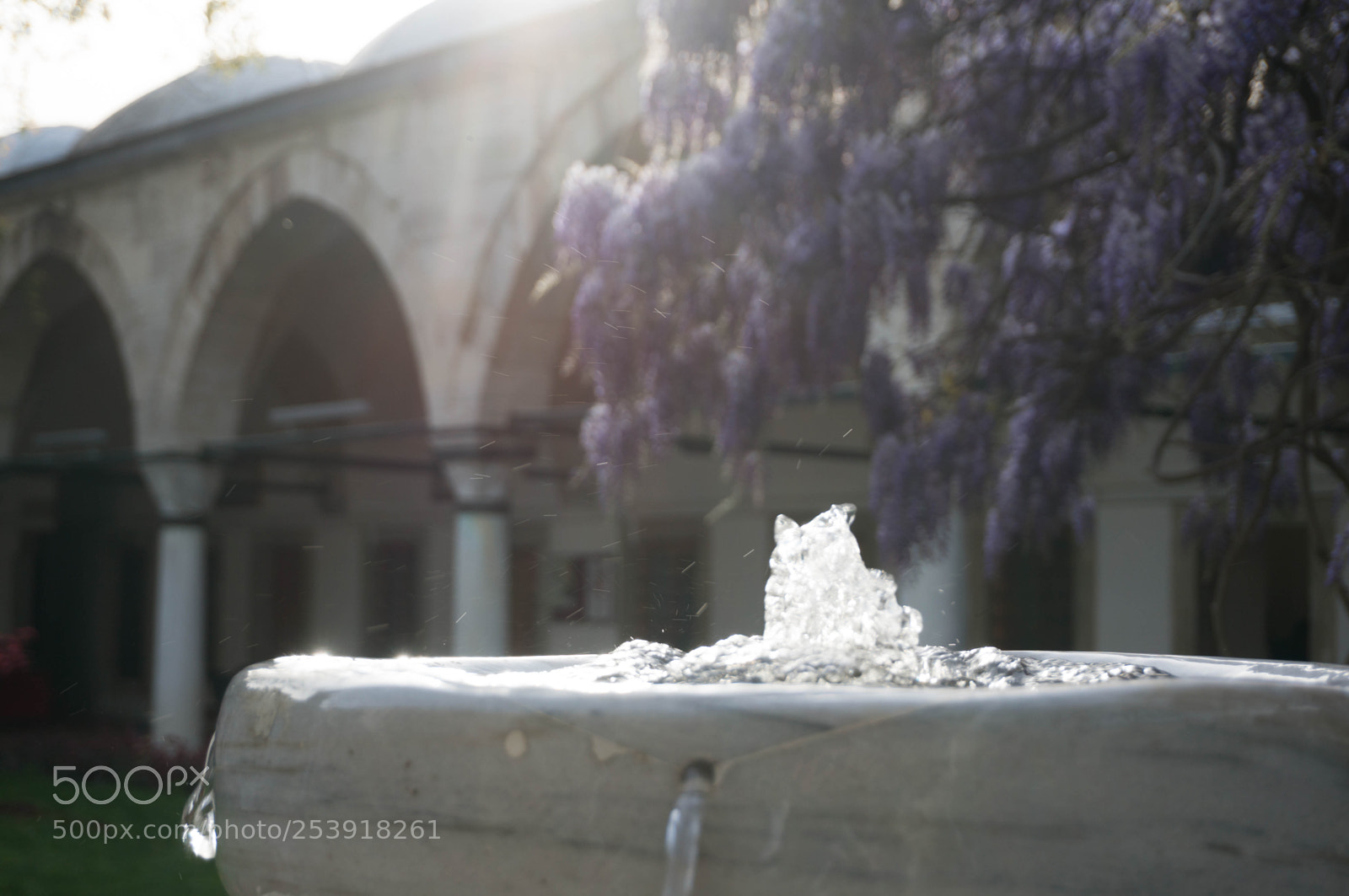Sony Alpha NEX-6 sample photo. Ivy photography