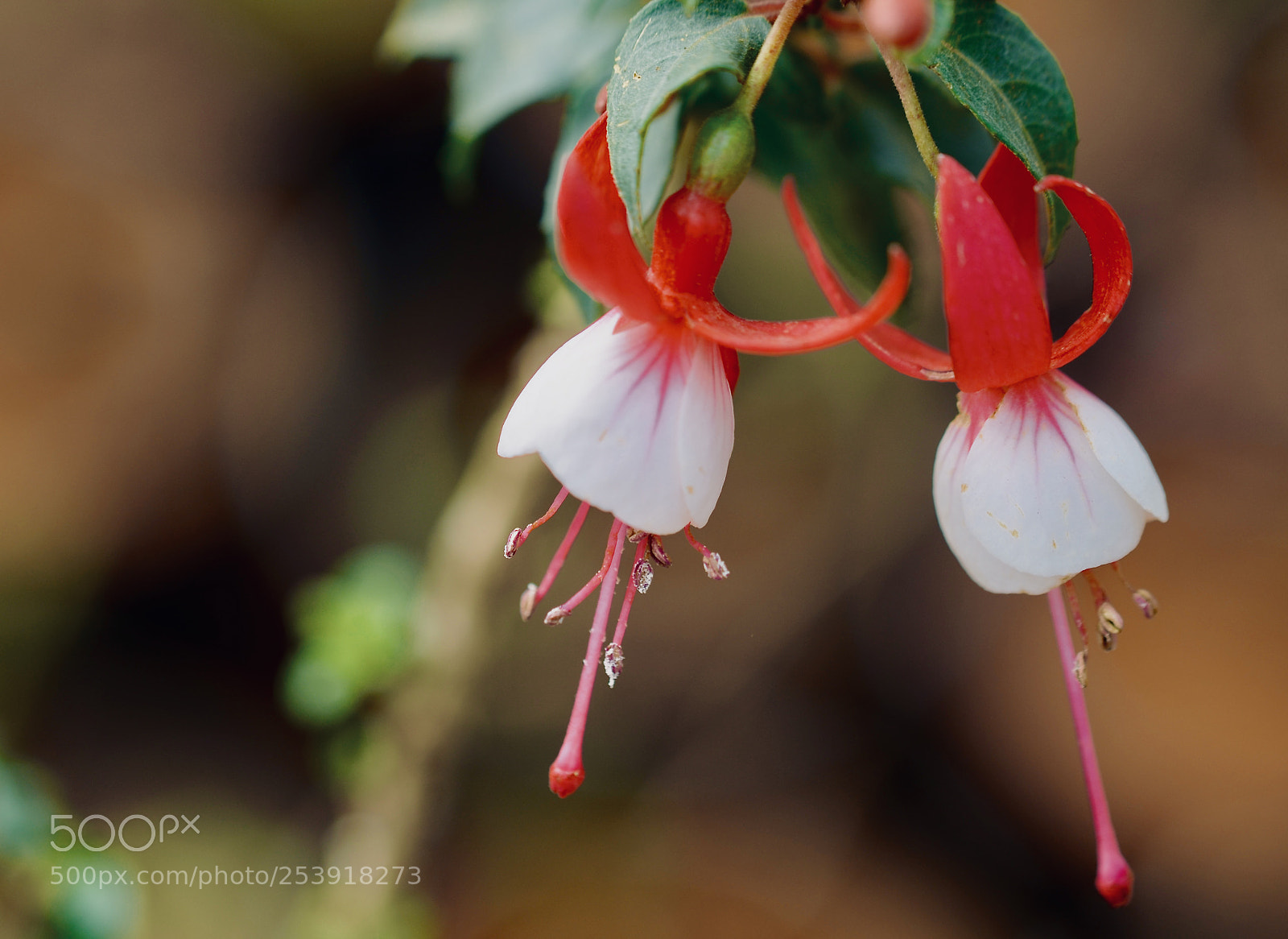 Nikon D5100 sample photo. Flower photography