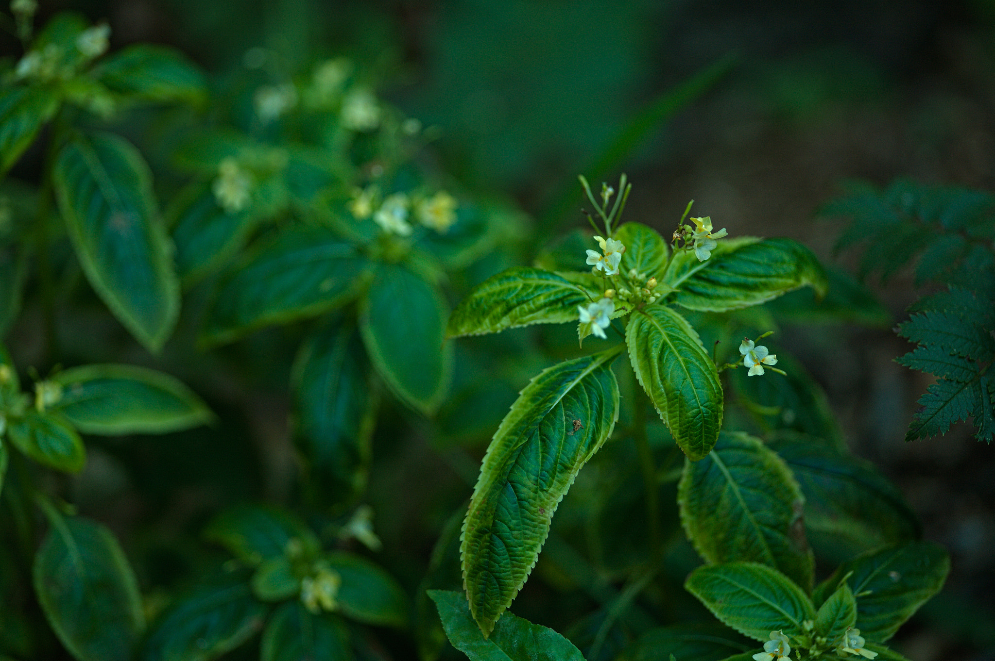 Canon EOS 5D + Sigma 105mm F2.8 EX DG Macro sample photo. Img_2344.jpg photography