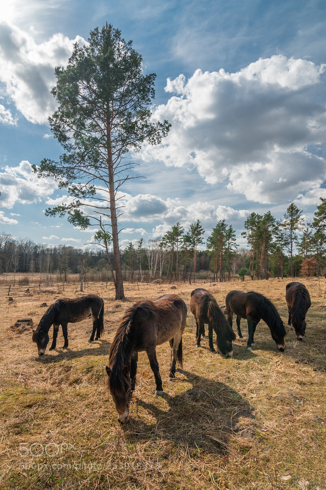 Nikon D500 sample photo. Exmoor half-wild ponies photography