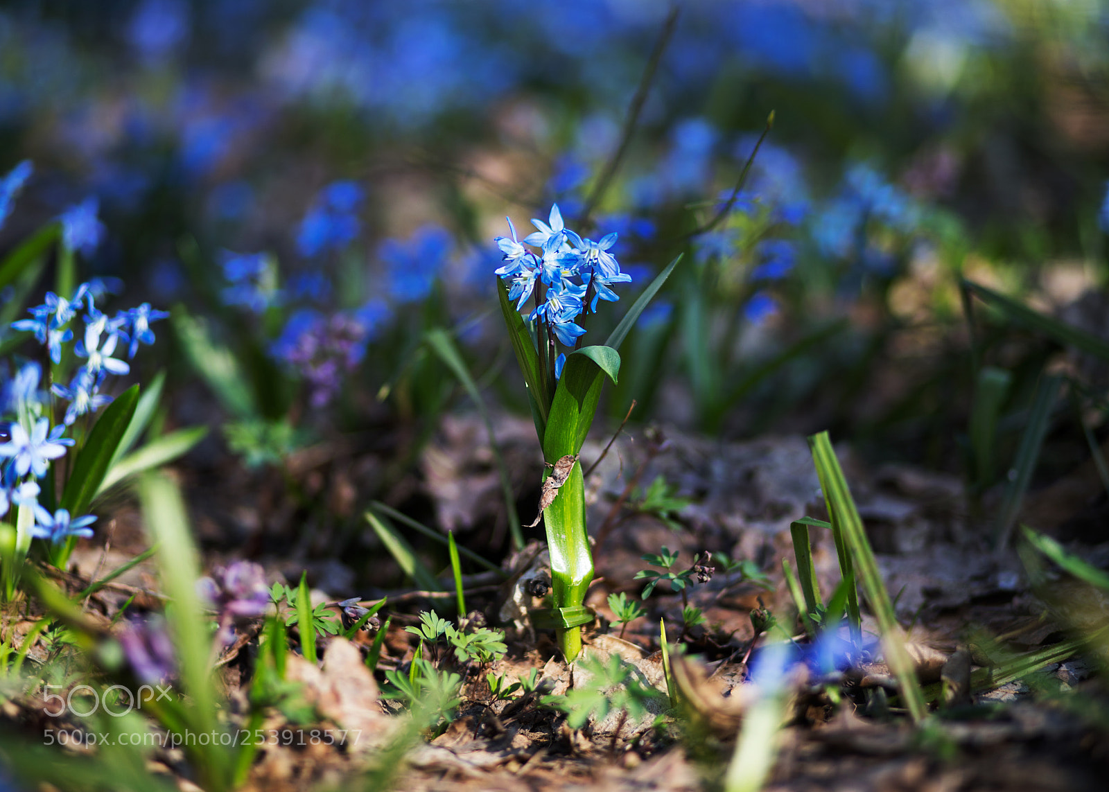 Canon EOS 6D Mark II sample photo. Spring photography