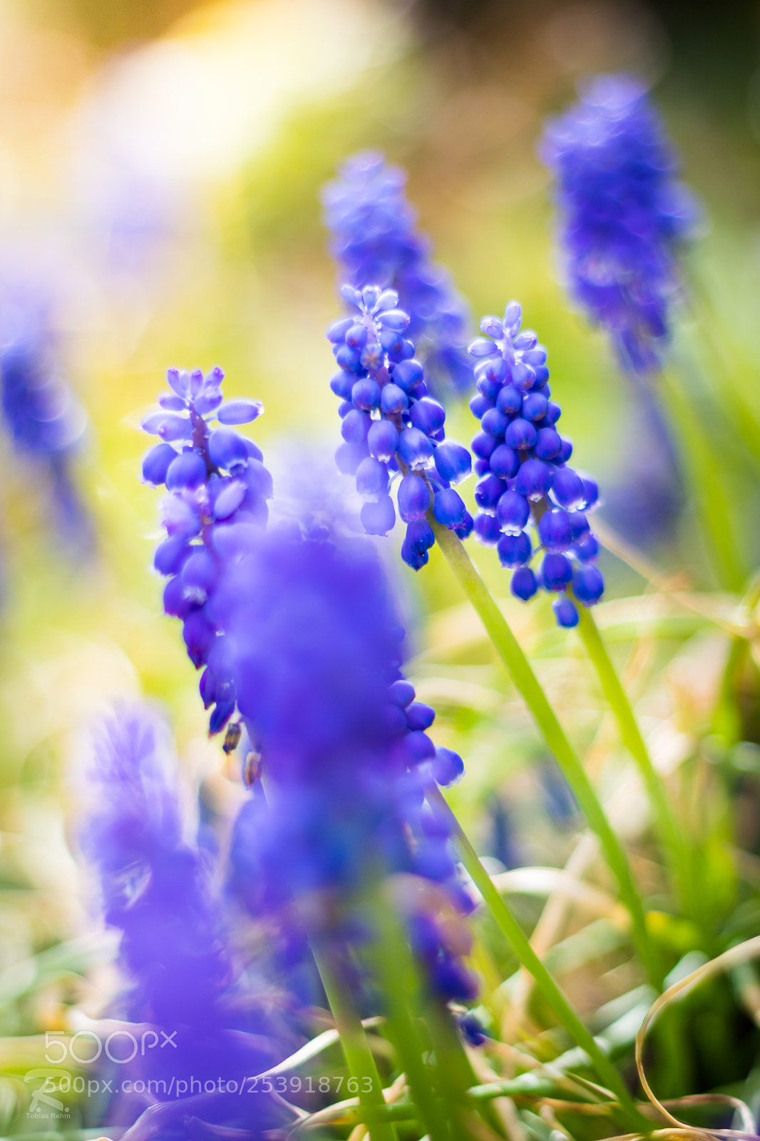 Canon EOS 760D (EOS Rebel T6s / EOS 8000D) sample photo. Muscari - traubenhyazinthen photography