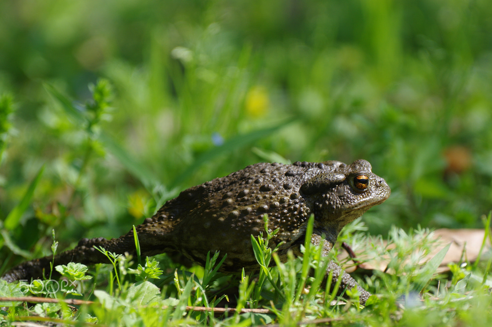 Pentax K-3 II sample photo. Erdkröte / common toad / bufo bufo photography